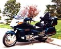 Gold Wing Photo
